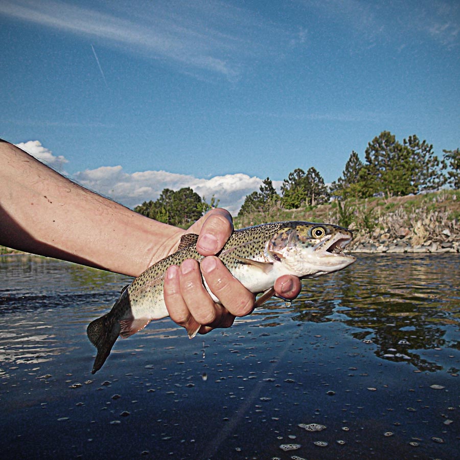 Colorado Fishing Report: Catfish, carp taking bait – The Denver Post
