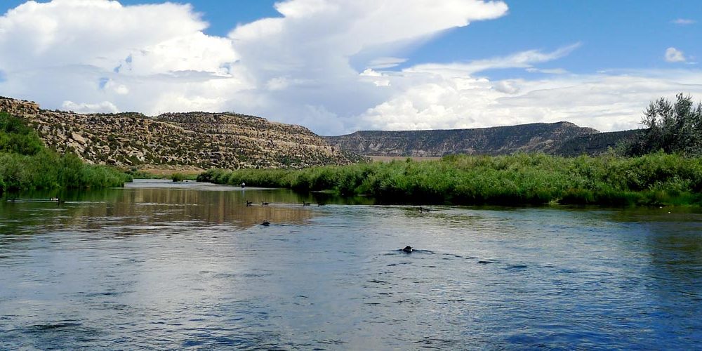 San Juan River Guided fly fishing San Juan River Guided fly fishing