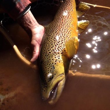 Pine River Brown Trout