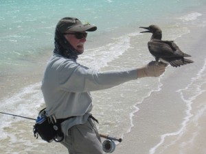 Buck and brown booby