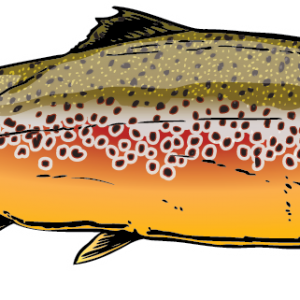 Patagonia Fish Stickers – East Rosebud Fly & Tackle