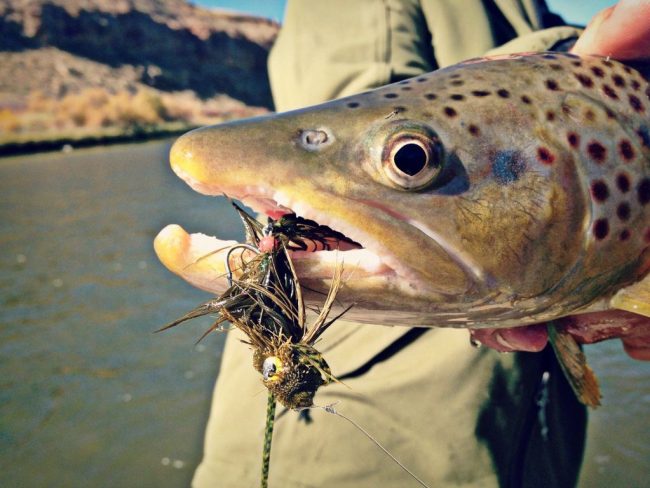 Gunnison River Streamer