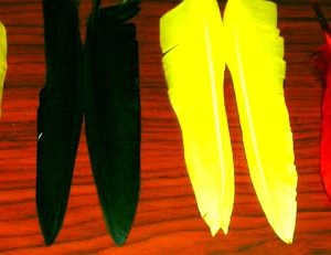 Duck Quill Pair