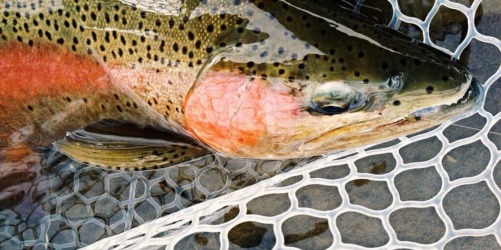 Animas River Rainbow Trout