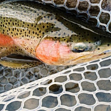 Animas River Rainbow Trout