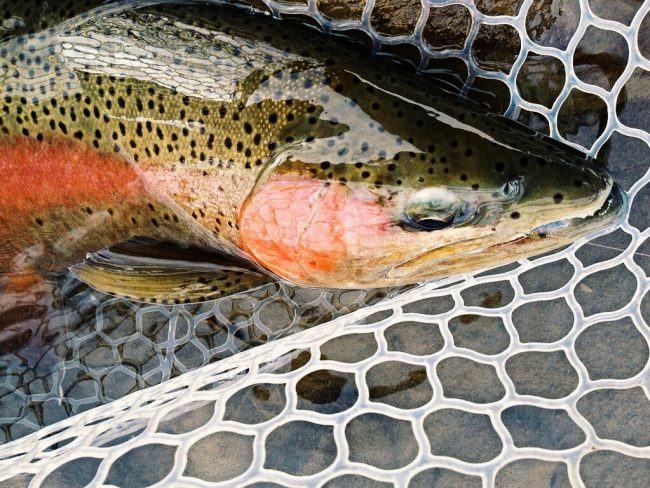 Animas River Rainbow Trout