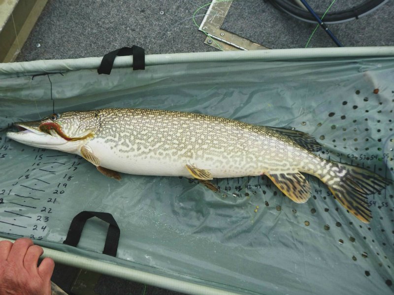 The Largest Pike caught
