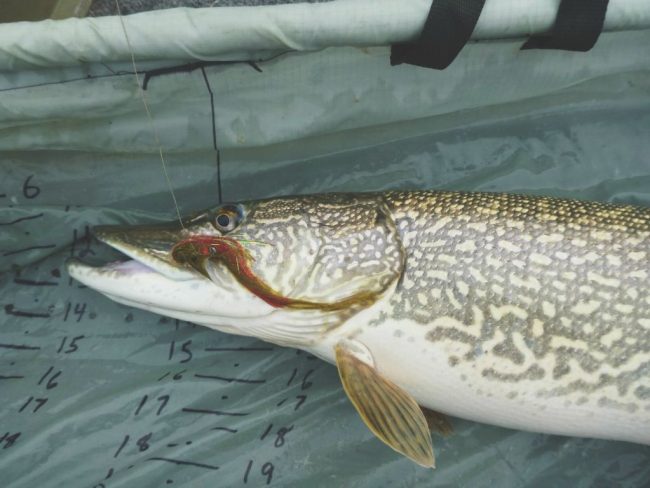 Toms-Pike.jpg