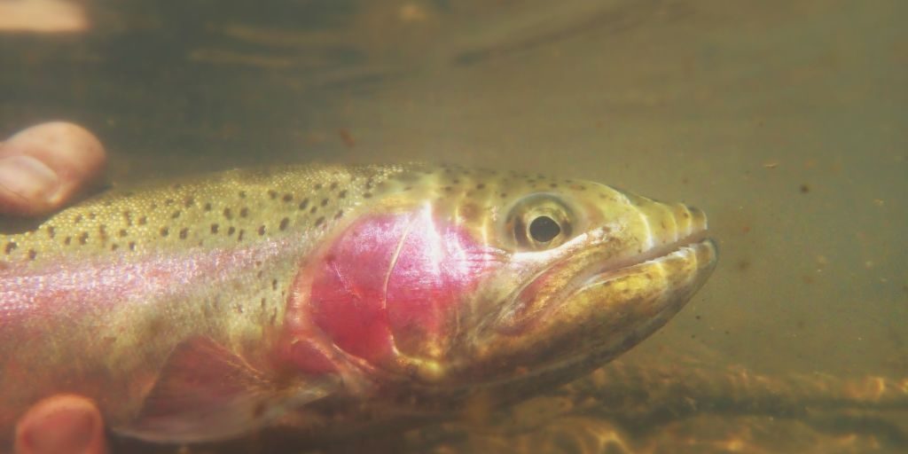 Animas-Underwater-Bow.jpg Animas-Underwater-Bow.jpg