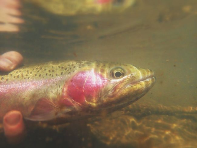 Animas-Underwater-Bow.jpg