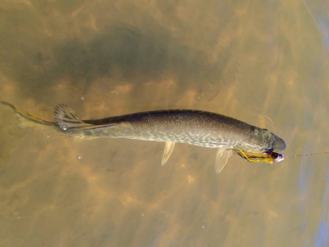 Puett Pike