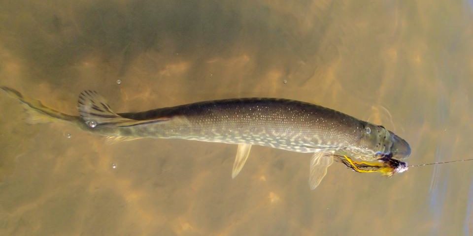Puett Pike Puett Pike
