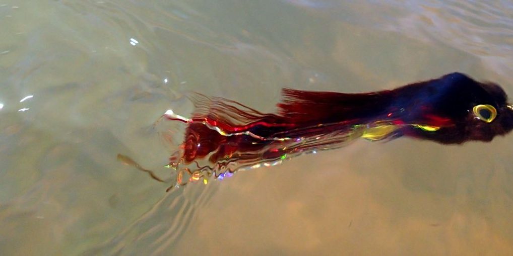 Duranglers Streamer Fishing