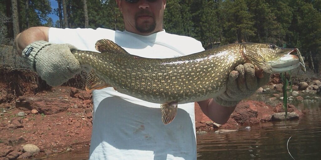 Vallecito Fly Fishing for Pike