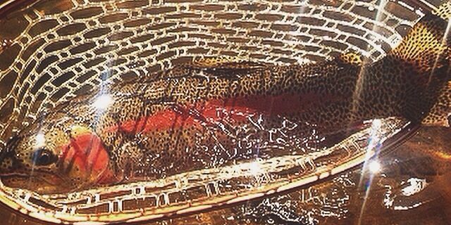 Rainbow Trout Durango Colorado
