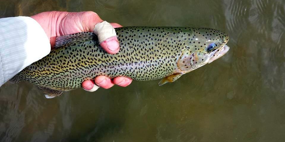 San Juan River Rainbow Trout – Duranglers Fly FIshing Guide San Juan River Rainbow Trout - Duranglers Fly FIshing Guide