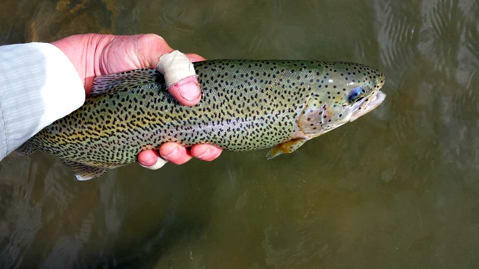 San Juan River Rainbow Trout - Duranglers Fly FIshing Guide