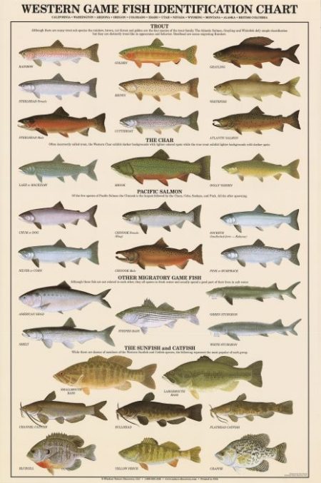 Western Game Fish Identification Poster - Duranglers Fly Fishing Shop ...