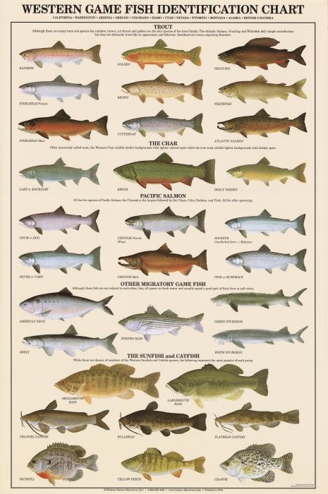 Western Game Fish Identification Poster - Duranglers Fly Fishing Shop &  Guides
