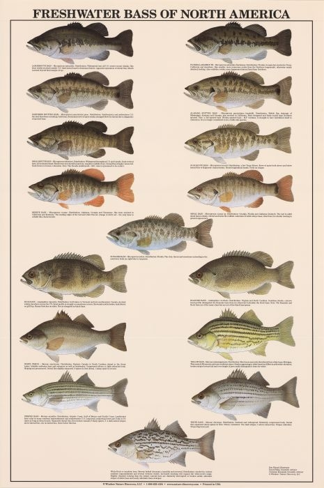 Freshwater Bass Of North America Poster - Duranglers Fly Fishing Shop &  Guides