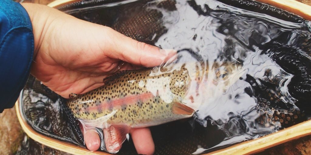 Colorado Creek Trout
