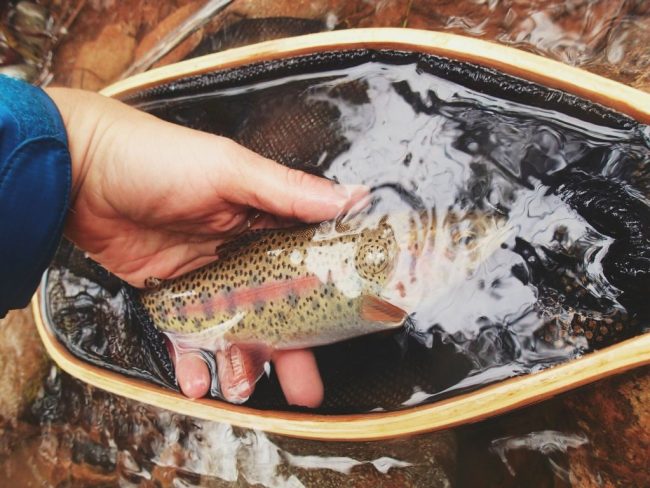 Colorado Creek Trout