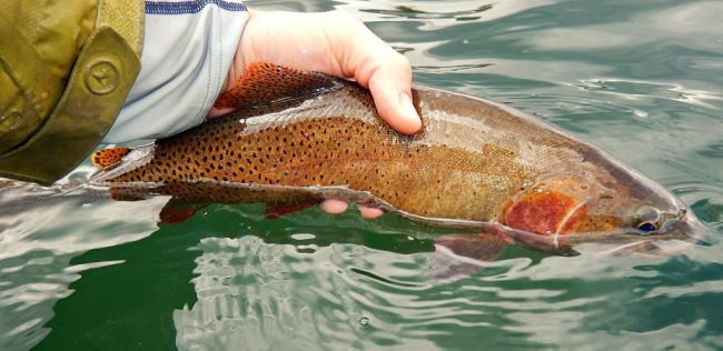 Derek-Colorado-Cutthroat-Trout-Duranglers.jpg