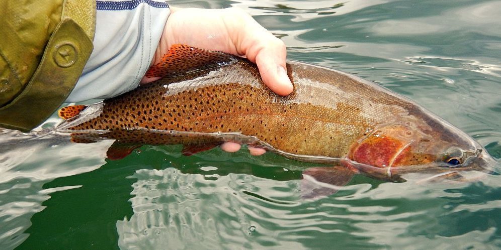 Derek Colorado Cutthroat Trout – Duranglers Derek-Colorado-Cutthroat-Trout-Duranglers.jpg