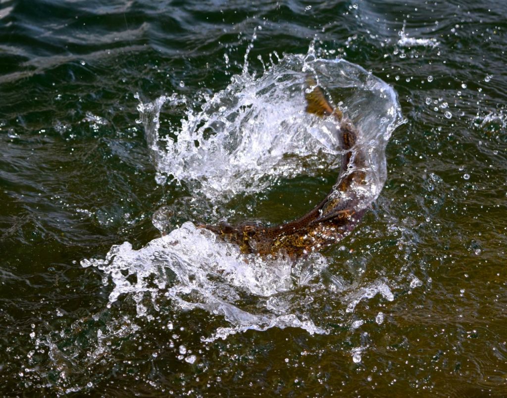 Jake Ballard trout jump photo - Duranglers 2