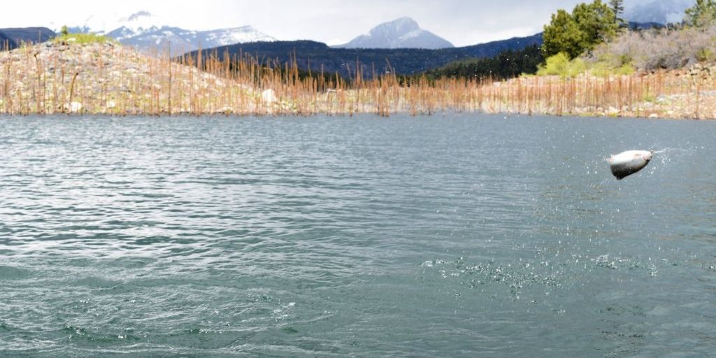 Jake Ballard trout jump photo - Duranglers 4
