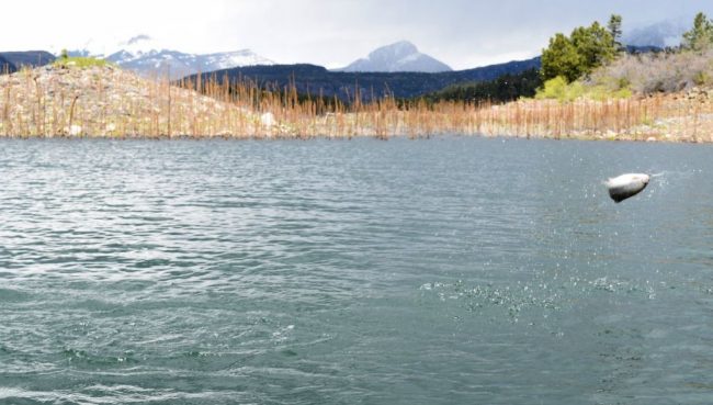 Jake Ballard trout jump photo - Duranglers 4