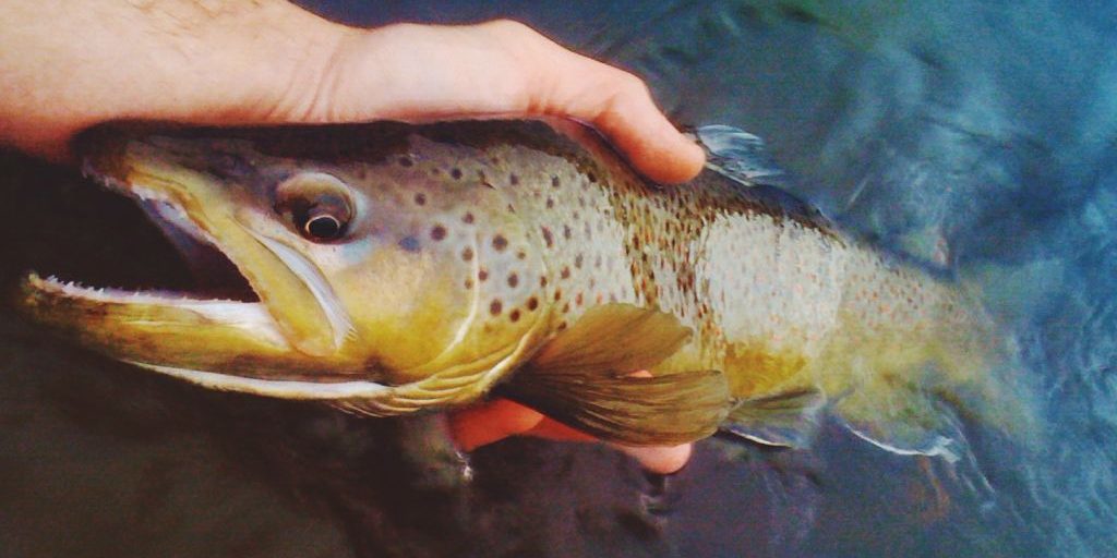 Keepemwet-Brown-Trout-Derek-Banner.jpg