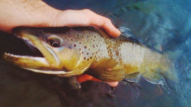 Keepemwet-Brown-Trout-Derek-Banner.jpg