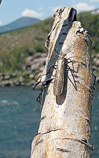 Rio-Grande-River-Salmonfly-Dry-Fly-Fishing-Duranglers.jpg