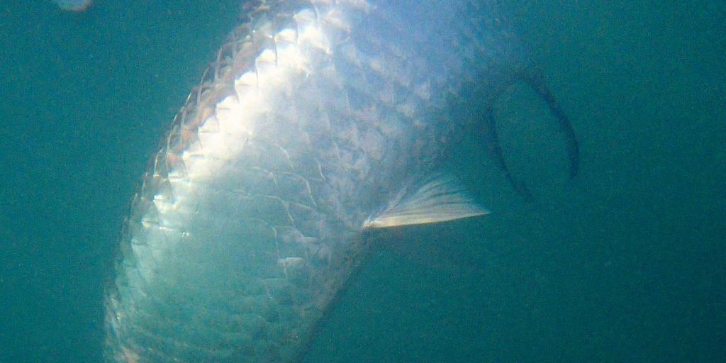 Ghosts-swim-away-Banner-Duranglers-Tarpon-Diaries-Andy-McKinley.jpg Ghosts-swim-away-Banner-Duranglers-Tarpon-Diaries-Andy-McKinley.jpg