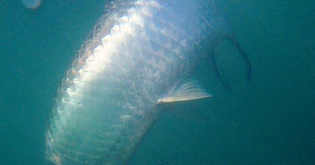 Ghosts-swim-away-Banner-Duranglers-Tarpon-Diaries-Andy-McKinley.jpg