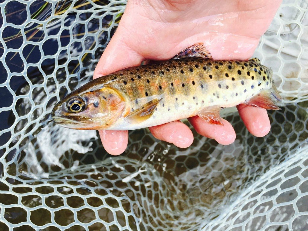 Hermosa Creek Cutthroat Trout - Charlie Duranglers Fly Fishing