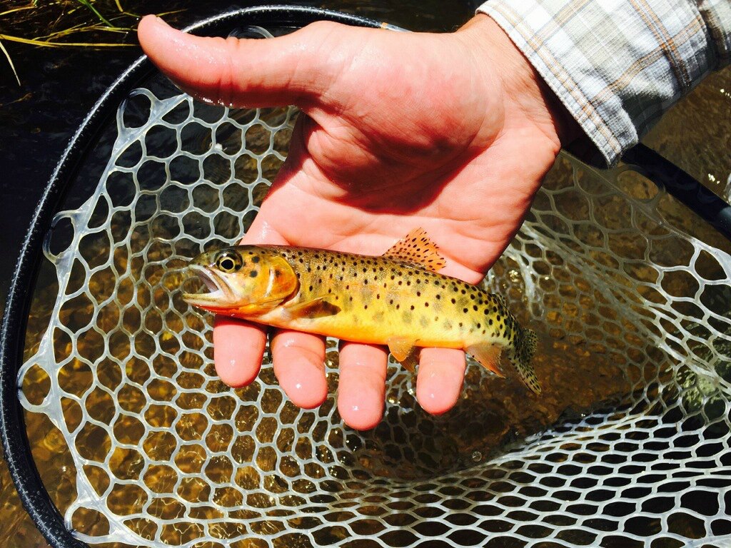 High Country Cutthroat Trout - Charlie Duranglers Fly Fishing