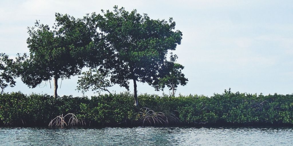 Mangroves-Duranglers-Tarpon-Diaries.jpg Mangroves-Duranglers-Tarpon-Diaries.jpg