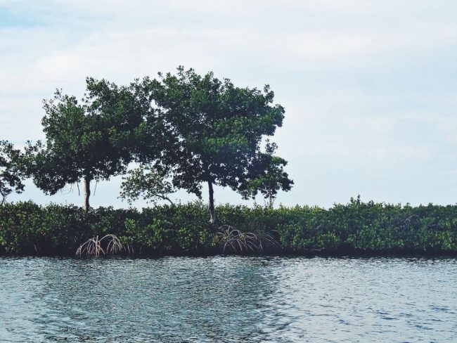 Mangroves-Duranglers-Tarpon-Diaries.jpg