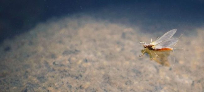 PMD-Fly-Duranglers-Banner.jpg
