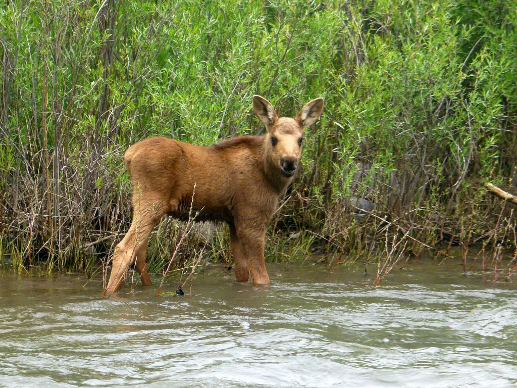 Rio Grande Baby Moose - Duranglers