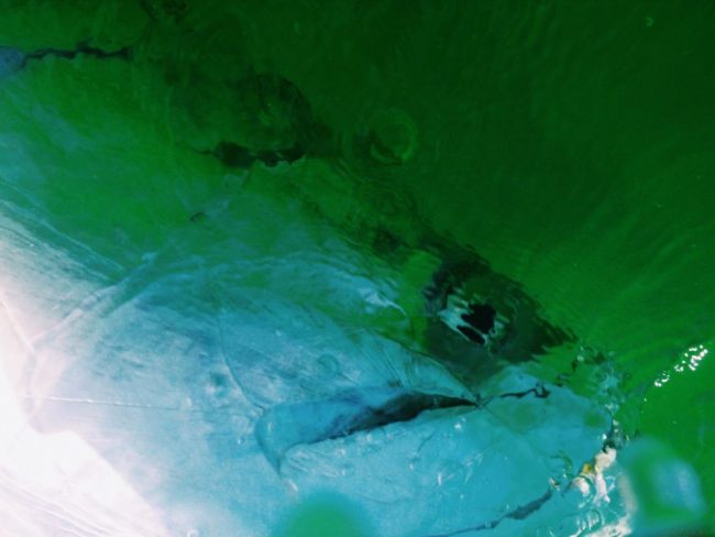 The-Face-of-the-Silver-King-Duranglers-Tarpon-Diaries.jpg
