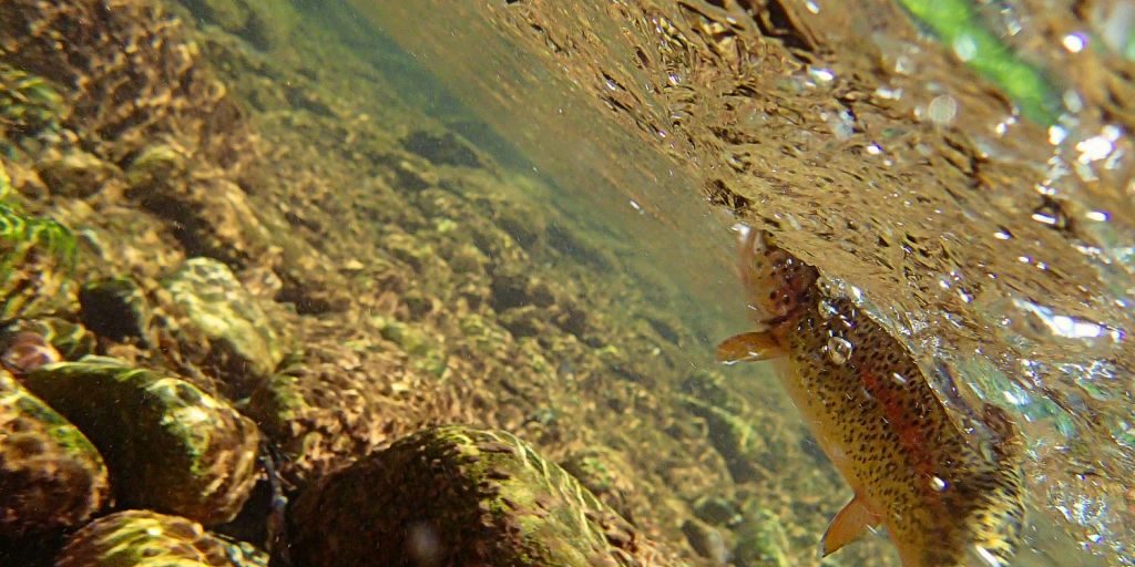 Creek-Rise-Durangles-Durango-fly-fishing.jpg