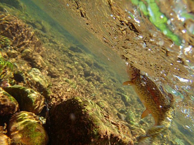 Creek-Rise-Durangles-Durango-fly-fishing.jpg