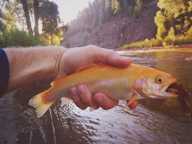 Derek-Palomino-Trout-Duranglers.jpg