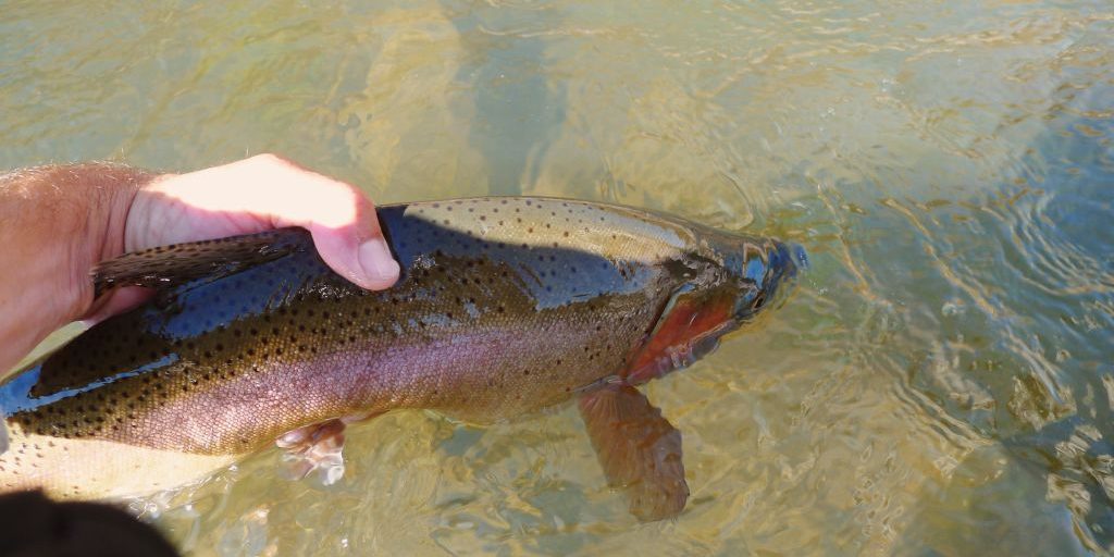 Duranglers-Animas-Lunch-Report-San-Juan-River-Fly-Fishing.jpg