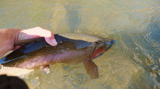 Duranglers-Animas-Lunch-Report-San-Juan-River-Fly-Fishing.jpg
