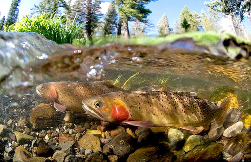 Adventure Pro-High Country Fly Fishing