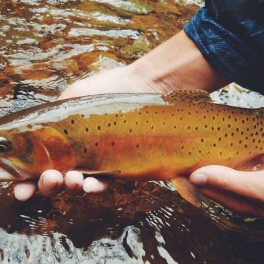Colorado-Cutthroat-Fly-Fishing-San-Juan-Mountains-Duranglers.jpg